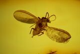 Fossil Scale Insect (Coccoidea) & Two Flies (Diptera) in Baltic Amber #159776-1